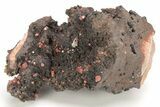 Small, Red Vanadinite Crystals on Manganese Oxide - Morocco #212008-1